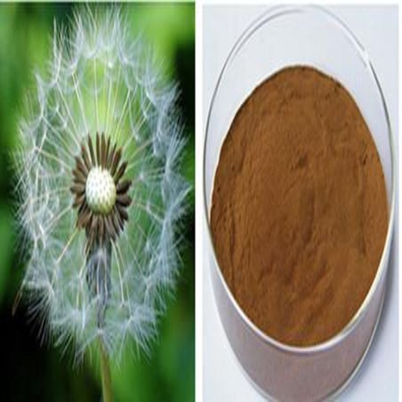 Dandelion Extract 2% Brown Fine Powder  Finutra Biotech Co., Ltd